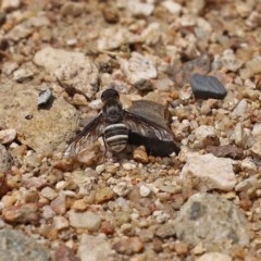 Villa sp. (genus) at Tennent, ACT - 25 Nov 2020