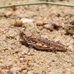 Urnisa guttulosa (Common Urnisa) at Gigerline Nature Reserve - 24 Nov 2020 by RodDeb