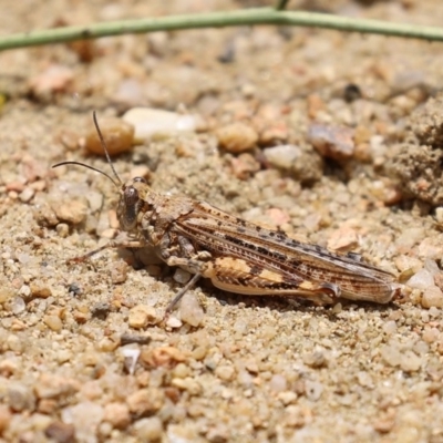 Urnisa guttulosa (Common Urnisa) at Tennent, ACT - 25 Nov 2020 by RodDeb