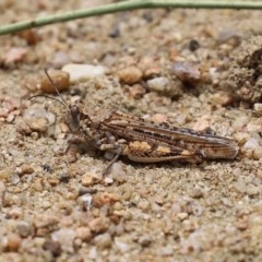 Urnisa guttulosa at Tennent, ACT - 25 Nov 2020