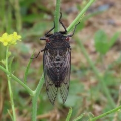 Psaltoda moerens (Redeye cicada) at Tharwa, ACT - 25 Nov 2020 by RodDeb