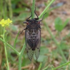 Psaltoda moerens (Redeye cicada) at Gigerline Nature Reserve - 24 Nov 2020 by RodDeb