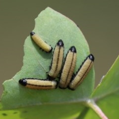 Paropsisterna cloelia (Eucalyptus variegated beetle) at Gigerline Nature Reserve - 24 Nov 2020 by RodDeb