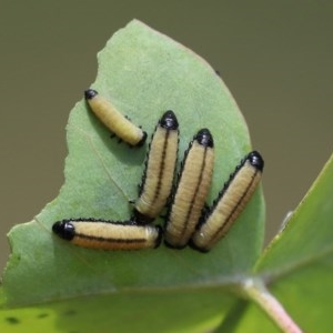 Paropsisterna cloelia at Tennent, ACT - 25 Nov 2020 12:39 AM