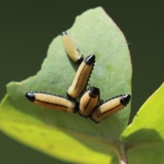 Paropsisterna cloelia at Tennent, ACT - 25 Nov 2020 12:39 AM