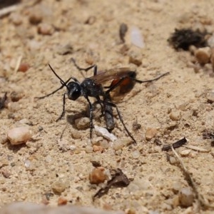 Podalonia tydei at Tennent, ACT - 25 Nov 2020