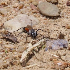 Podalonia tydei at Tennent, ACT - 25 Nov 2020