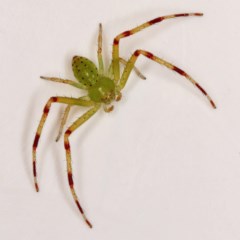 Lehtinelagia sp. (genus) (Flower Spider or Crab Spider) at Kambah, ACT - 26 Nov 2020 by Marthijn