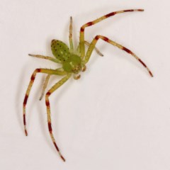 Lehtinelagia sp. (genus) (Flower Spider or Crab Spider) at Kambah, ACT - 25 Nov 2020 by Marthijn