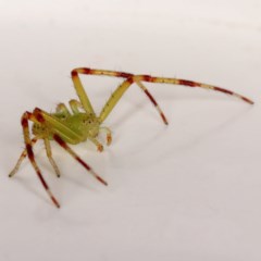 Lehtinelagia sp. (genus) at Kambah, ACT - 26 Nov 2020