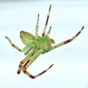 Lehtinelagia sp. (genus) at Kambah, ACT - 26 Nov 2020