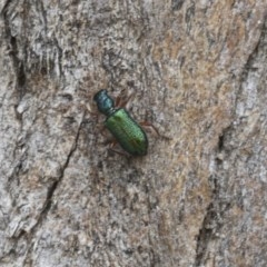 Phlogistus sp. (genus) (Clerid beetle) at Higgins, ACT - 23 Nov 2020 by AlisonMilton