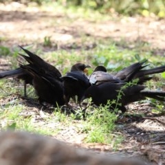 Corcorax melanorhamphos (White-winged Chough) at Gigerline Nature Reserve - 24 Nov 2020 by RodDeb