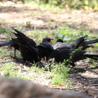 Corcorax melanorhamphos (White-winged Chough) at Tennent, ACT - 25 Nov 2020 by RodDeb