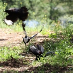 Corcorax melanorhamphos at Tennent, ACT - 25 Nov 2020