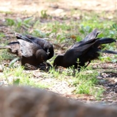 Corcorax melanorhamphos at Tennent, ACT - 25 Nov 2020