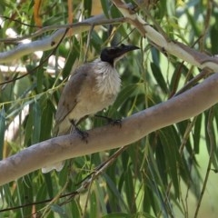 Philemon corniculatus (Noisy Friarbird) at Gigerline Nature Reserve - 24 Nov 2020 by RodDeb