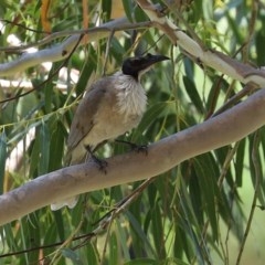 Philemon corniculatus (Noisy Friarbird) at Tennent, ACT - 25 Nov 2020 by RodDeb