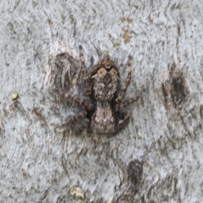 Servaea sp. (genus) (Unidentified Servaea jumping spider) at Higgins, ACT - 23 Nov 2020 by AlisonMilton