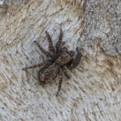 Servaea sp. (genus) at Higgins, ACT - 23 Nov 2020