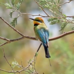 Merops ornatus (Rainbow Bee-eater) at Tennent, ACT - 25 Nov 2020 by RodDeb