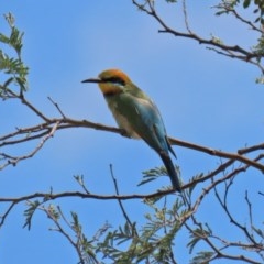 Merops ornatus at Tennent, ACT - 25 Nov 2020