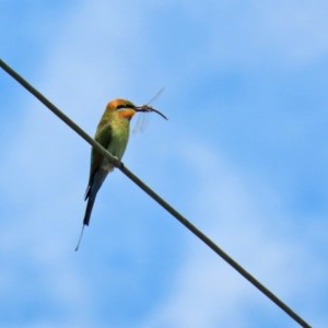 Merops ornatus at Tennent, ACT - suppressed