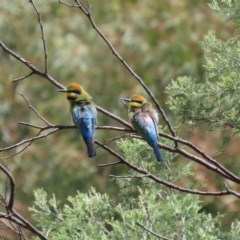 Merops ornatus at Tennent, ACT - 25 Nov 2020