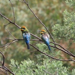 Merops ornatus at Tennent, ACT - suppressed