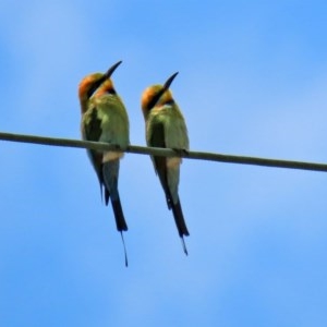 Merops ornatus at Tennent, ACT - 25 Nov 2020