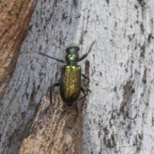 Phlogistus sp. (genus) at Holt, ACT - 23 Nov 2020