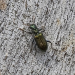 Phlogistus sp. (genus) at Holt, ACT - 23 Nov 2020