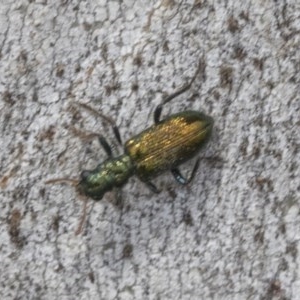 Phlogistus sp. (genus) at Holt, ACT - 23 Nov 2020