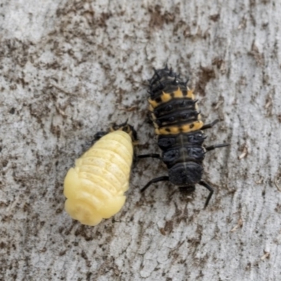 Harmonia conformis (Common Spotted Ladybird) at Holt, ACT - 23 Nov 2020 by AlisonMilton