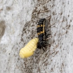 Harmonia conformis at Holt, ACT - 23 Nov 2020 11:24 PM