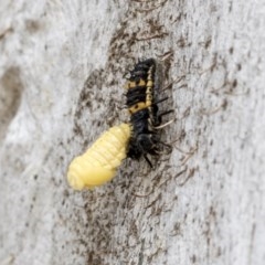 Harmonia conformis at Holt, ACT - 23 Nov 2020 11:24 PM