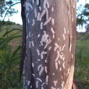 Eriococcidae sp. on Eucalyptus blakelyi at Kambah, ACT - 26 Nov 2020 08:47 AM