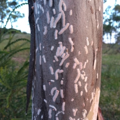 Eriococcidae sp. on Eucalyptus blakelyi (Felted scale on Eucalyptus blakelyi) at Kambah, ACT - 26 Nov 2020 by MichaelBedingfield