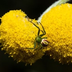 Australomisidia rosea (Rosy Flower Spider) at Cotter River, ACT - 26 Nov 2020 by trevsci