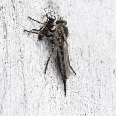 Cerdistus sp. (genus) (Yellow Slender Robber Fly) at Holt, ACT - 23 Nov 2020 by AlisonMilton