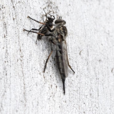 Cerdistus sp. (genus) (Slender Robber Fly) at Holt, ACT - 23 Nov 2020 by AlisonMilton