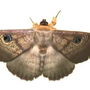 Dasypodia selenophora at Murrumbateman, NSW - 26 Nov 2020