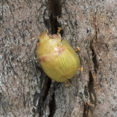 Paropsisterna hectica (A leaf beetle) at Holt, ACT - 23 Nov 2020 by AlisonMilton