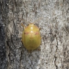 Paropsisterna hectica at Holt, ACT - 24 Nov 2020