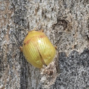 Paropsisterna hectica at Holt, ACT - 24 Nov 2020