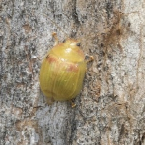 Paropsisterna hectica at Holt, ACT - 24 Nov 2020