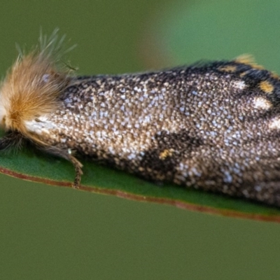 Epicoma contristis (Yellow-spotted Epicoma Moth) at QPRC LGA - 25 Nov 2020 by WHall