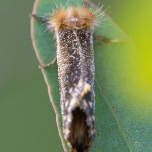 Epicoma contristis at Googong, NSW - 26 Nov 2020