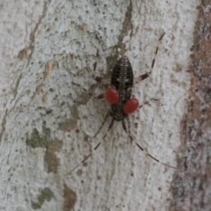 Miridae (family) at Hawker, ACT - 20 Nov 2020 12:59 PM