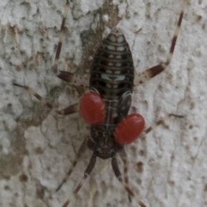 Miridae (family) at Hawker, ACT - 20 Nov 2020 12:59 PM